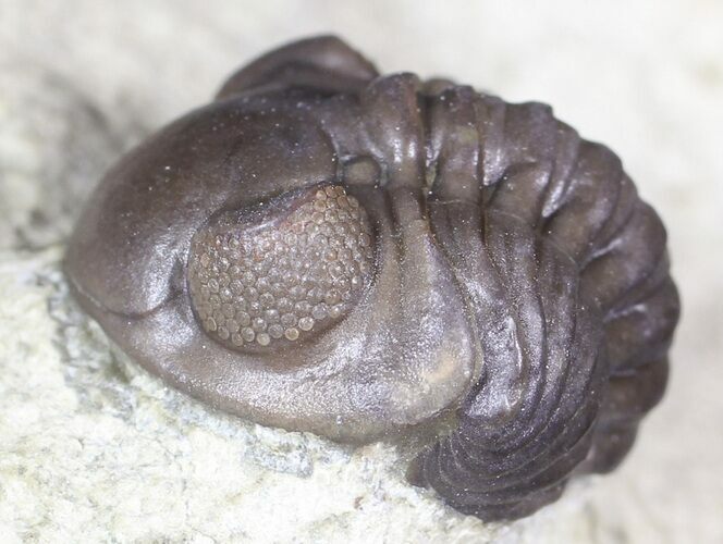 Bargain, Enrolled Acastoides Trilobite - Malvern, England #62879